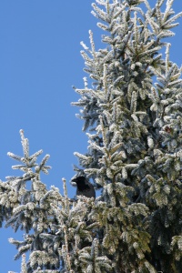 raven on a spruce