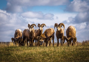 Group of Rocky Mountain Sheep
